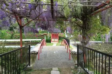 Wisteria in Chiba