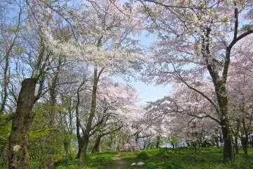 Sakura and Murakami Castle