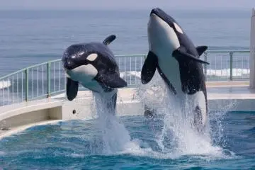 A Visit to Kamogawa Seaworld