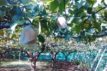 Japanese Pear Picking in Chiba