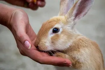 Visiting the Rabbits of Okunoshima