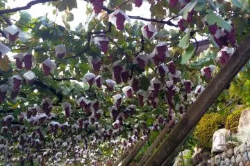 Katsunuma: Japan's Wine Country
