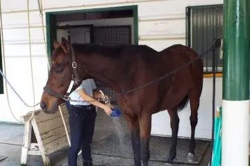 Equine Museum and Pony Center