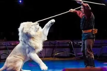 Kinoshita Circus Special Event