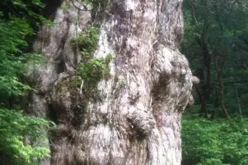 Yakushima - Jomon Sugi