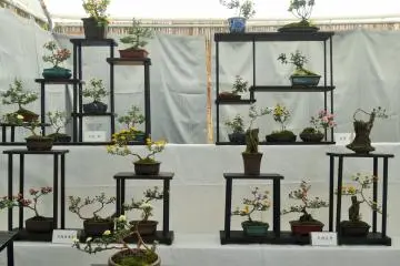 Bonsai Chrysanthemum Display