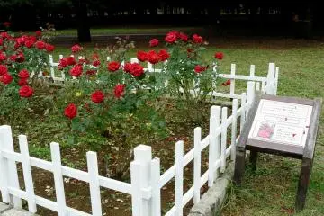 Photo: Olga Kaneda