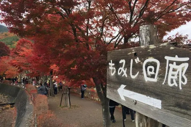 Maples Corridor at Kawaguchi-ko 2026