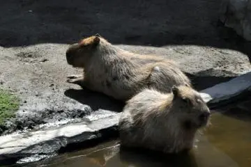 Asahiyama Zoo, Asahikawa