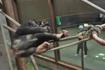 Chimpanzee (Photo: Cliff Bernstein)