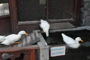 White ducks (Photo: Cliff Bernstein)