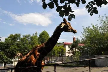 Giraffes (Photo: Cliff Bernstein)