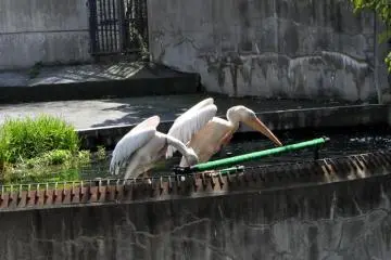 Pelicans (Photo: Cliff Bernstein)