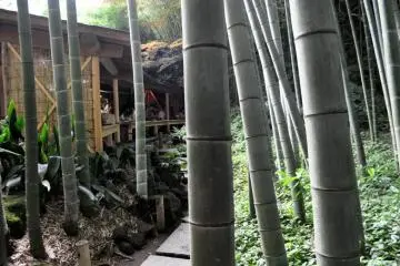 Tea house set in bamboo grove (Photo: Cliff Bernstein)