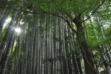 The filtering canopy of the bamboo grove (Photo: Cliff Bernstein)