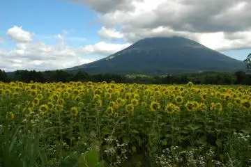 Sunflowers saluting Mt. Yotei (Photo: Cliff Bernstein)