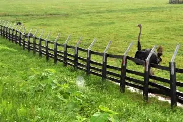 Niseko Ostrich ranch... really!!! (Photo: Cliff Bernstein)