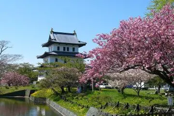 The castle grounds are one of the Top 100 Cherry Blossom Spots in Japan
 (Photo: <a href="https://commons.wikimedia.org/wiki/File:%E6%9D%BE%E5%89%8D%E5%9F%8E.JPG" target="_blank" rel="noreferrer noopener nofollow">Kazu777 hokkaido</a> / <a href="https://creativecommons.org/licenses/by-sa/3.0/deed.en" target="_blank" rel="noreferrer noopener nofollow">CC BY-SA 3.0</a>)