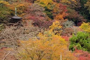 Fiery Autumn at Tanzan Shrine
