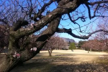 International Christian University