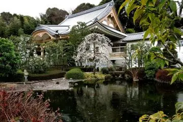 Plum Blossoms at Shounji Temple