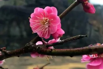 Plum Blossoms and Buddha