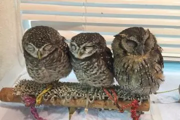 Owls at Ikefukuro Cafe [結束]
