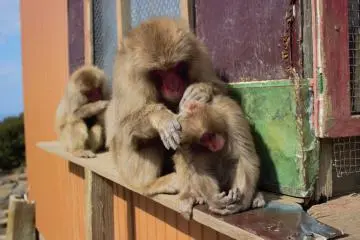 Grooming each other is a never-ending task (Photo: Bret de Colebi)