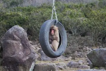 Hanging around in the ol' tire swing (Photo: Bret de Colebi)