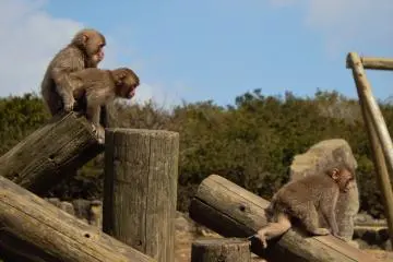 A group of young monkeys on the move (Photo: Bret de Colebi)