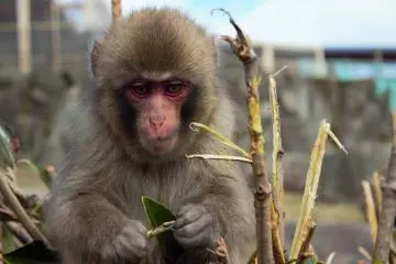Choshikei Monkey Park