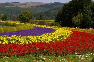 Farm Tomita, Furano