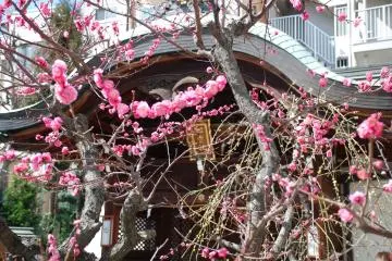 Plum blossom at Ōsaka Tenmangū. (Photo: Guillaume Dore)
