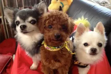 Bring your cameras for cuteness overload (Photo: WithDog)