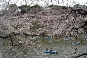 Chasing Cherry Blossoms