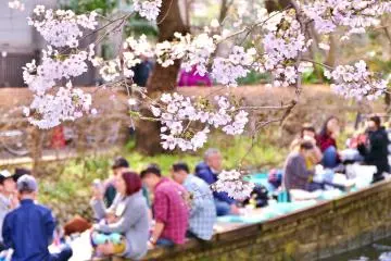 Sakura blossoms (Photo: <a href="https://www.shutterstock.com/hu/image-photo/sakura-cherry-blossom-tree-small-canal-614405870" target="_blank" rel="noreferrer noopener nofollow">soi7studio / Shutterstock</a>)