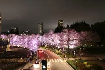Tokyo Sakura 2016