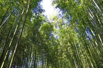 
A walk through the bamboo groves has the magical ability to quieten one’s mind. 
 (Photo: YX Koh)