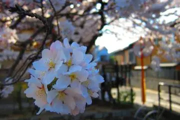 Hanami Spots in Kansai 