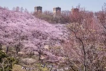  Negishi Park Cherry Blossoms   
