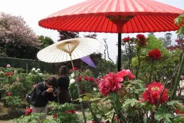 Japanese Peony Garden in Tsukuba