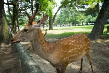 Photo: <a href="https://en.japantravel.com/nara/a-walk-through-nara-park/14220" target="_blank" rel="noreferrer noopener nofollow">Stefanus Husin</a> / JT