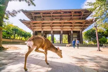 Photo: <a href="https://www.shutterstock.com/ja/image-photo/deer-todaiji-temple-nara-japan-1089529319" target="_blank" rel="noreferrer noopener nofollow">f11photo</a> / Shutterstock.com