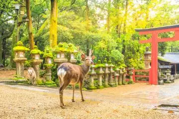 Photo: <a href="https://www.shutterstock.com/image-photo/wild-deer-nara-park-japan-symbol-1214077156" target="_blank" rel="noreferrer noopener nofollow">Benny Marty</a> / Shutterstock.com