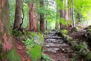 Path through the cedar forest (Photo: Katie Leary)
