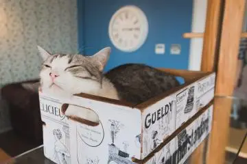 Cat Café Monta