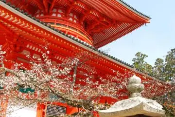 Mount Koya