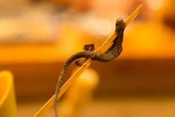 Grilled salamander (Photo: <a href="http://9r8m.jp/" target="_blank" rel="noreferrer noopener nofollow">Hiroyuki Aoyama</a>)