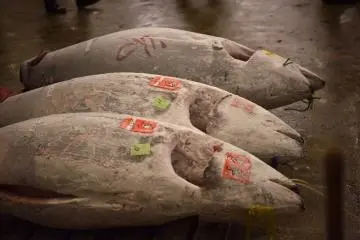 Tsukiji Market at 5am [Closed]