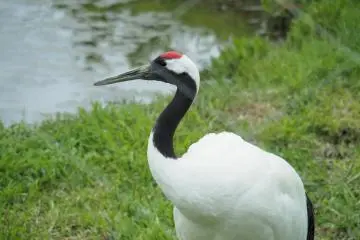 Avec les Grues Japonaises à Akan